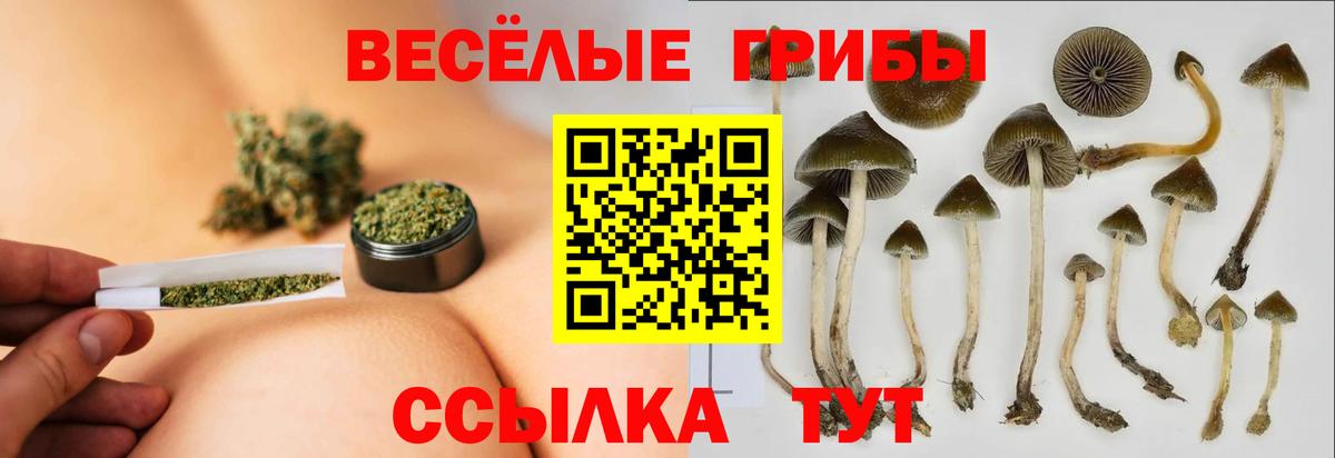 Псилоцибиновые грибы Psilocybe Мурманск